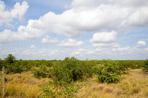 Typical landscape in Kruger National Park, South Africa.