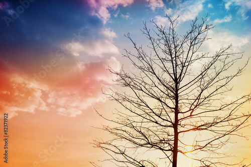 black silhouette of a tree against a beautiful sunset  lovely landscape of nature