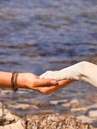 paw in hand (37) © 1stGallery