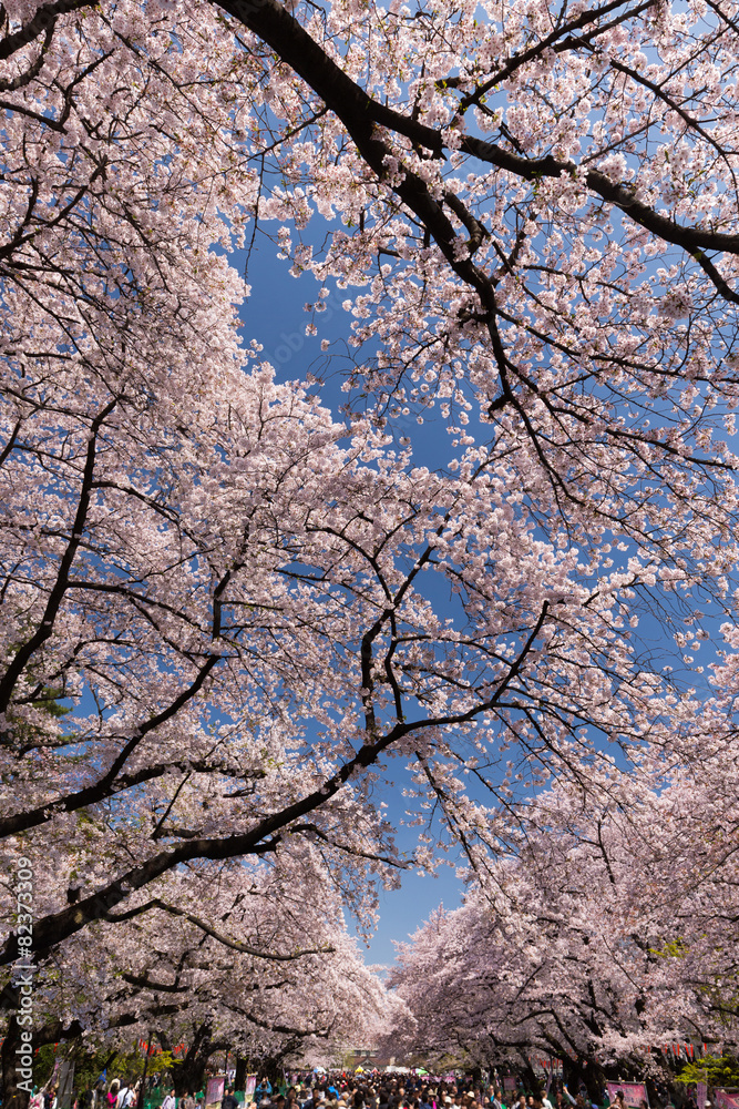 上野公園の花見