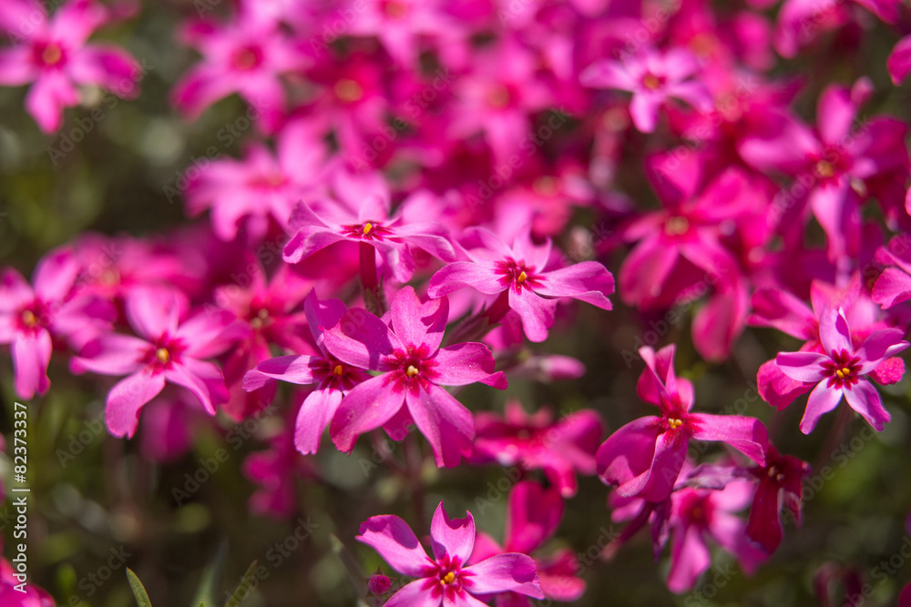 芝桜(ピンクのシバザクラ) 芝桜(ピンクのシバザクラ)
