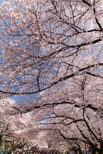 上野公園の花見