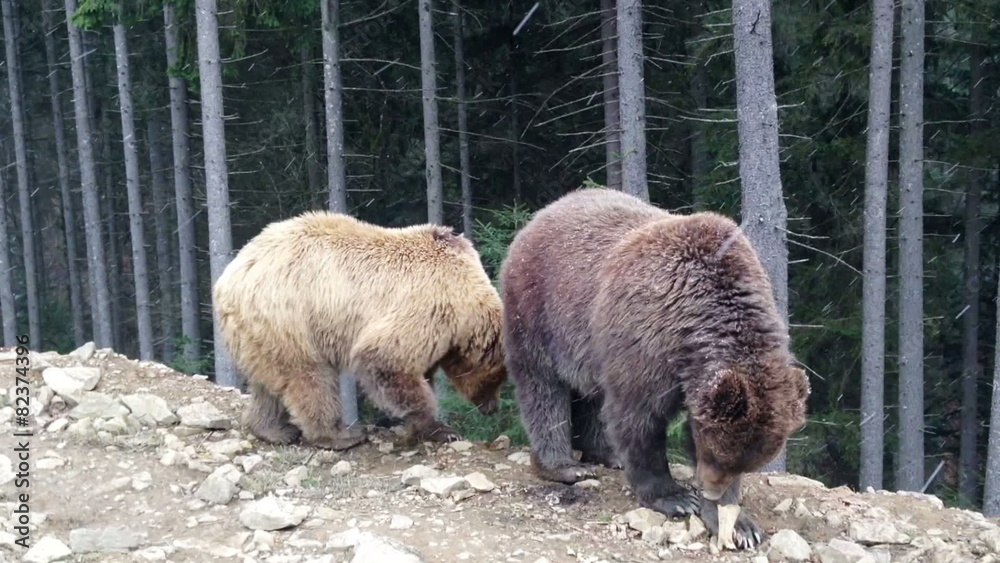 Brown bears in the Carpathian forest eats bone. It's snowing. Brown bears in the Carpathian forest eats bone. It's snowing.