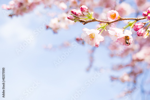 Foto Knospen vom kirschblüten