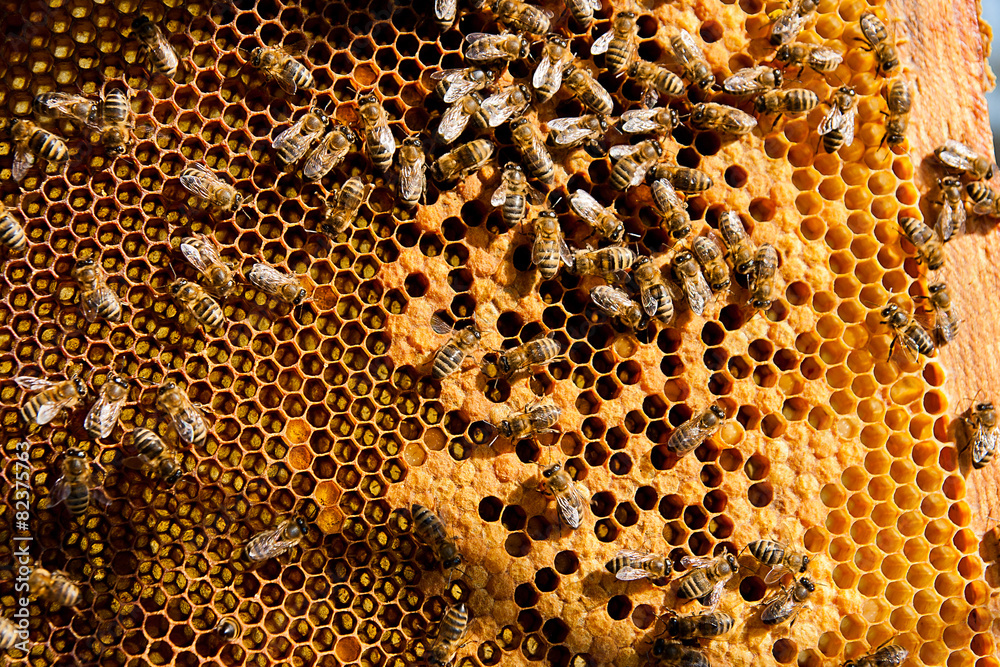 Busy bees, close up view of the working bees on honeycomb. Busy bees, close up view of the working bees on honeycomb.