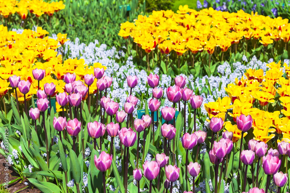 blooming tulips in Keukenhof park .Holland blooming tulips in Keukenhof park .Holland