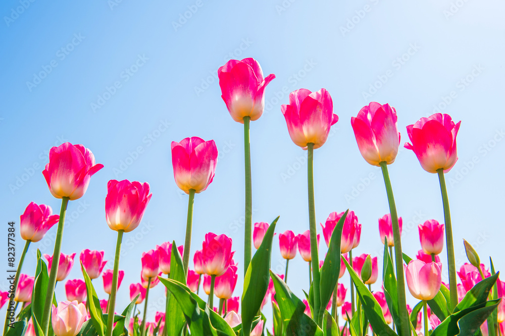 Colorful tulips, tulips in spring.