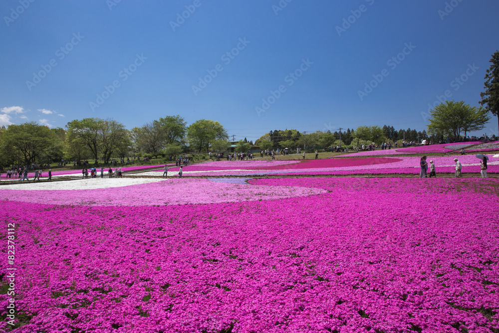 Fototapeta premium 一面に咲く芝桜（埼玉 羊山公園）