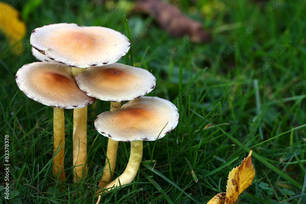 funghi funghi