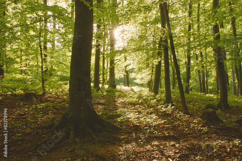 Fototapeta Naklejka Na Ścianę i Meble -  Sunrays Through Trees on Forest Clearing