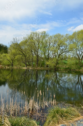 Baumspiegelung am See