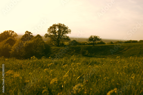 Meadow with Yellow Flowers and Trees in Sunset
