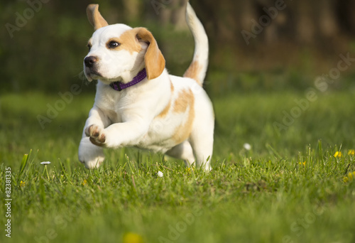 Beagle puppy run on grass.