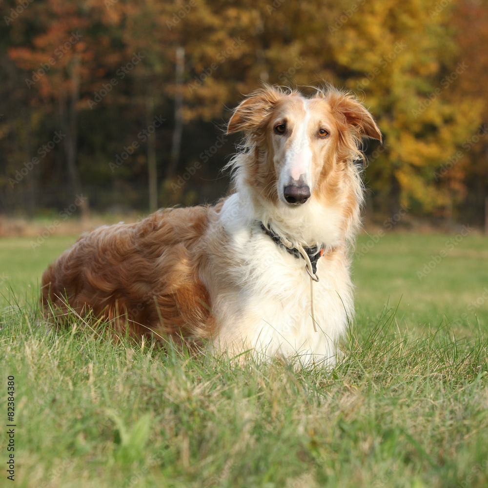 Gorgeous barzoi in autumn