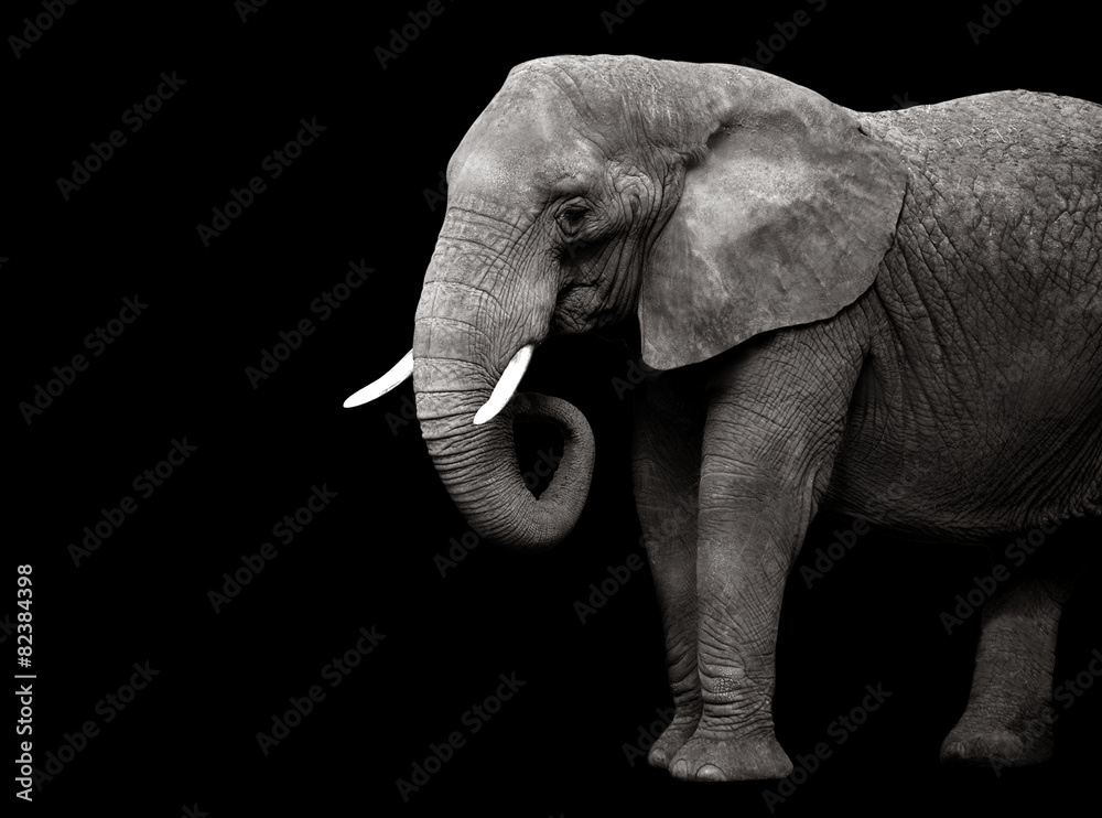 Naklejka premium Elephant isolated on black background