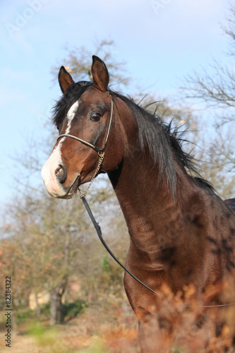 Beautiful brown arabian horse with show halter © Zuzana Tillerova