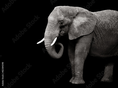 Elephant isolated on black background