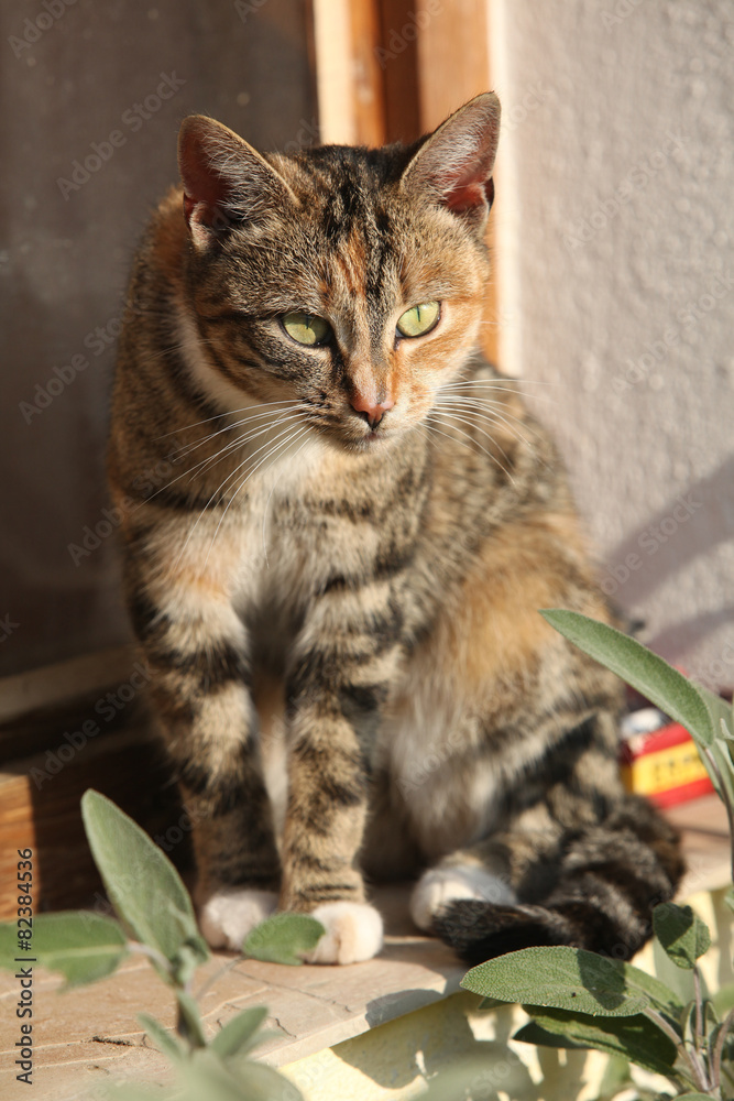 Amazing tricolour cat looking at you Amazing tricolour cat looking at you