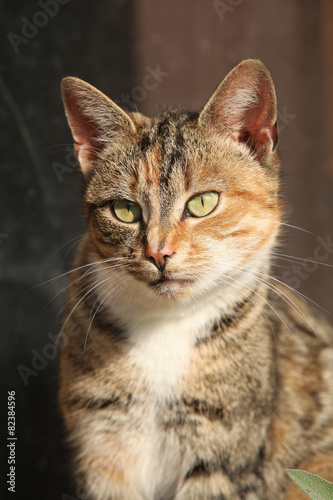 Amazing tricolour cat looking at you