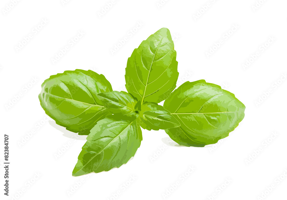 Fototapeta premium Basil vector illustration
