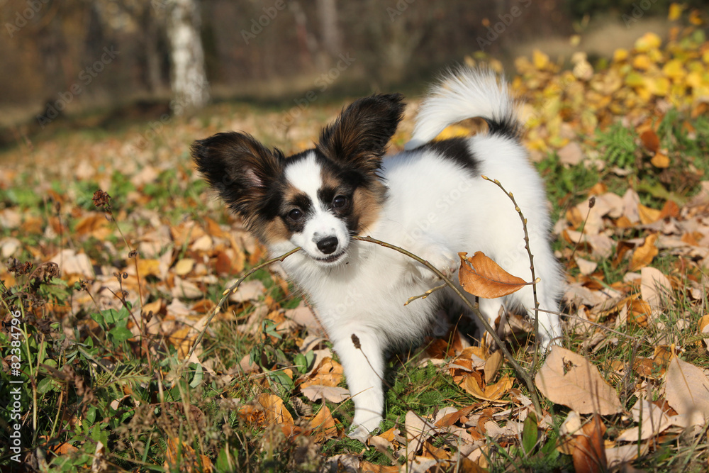 Adorable papillon puppy playing with a stick