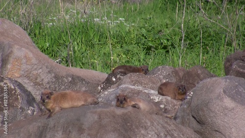 Rock Hyrax shrewmouse Hyracoid