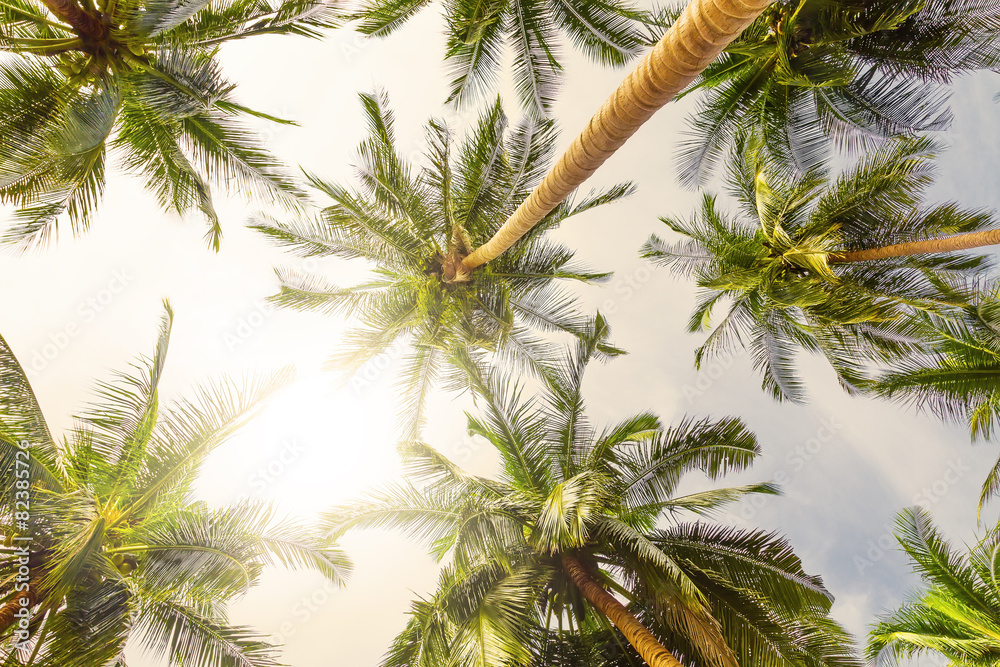 Fototapeta premium Coconut palm trees perspective view