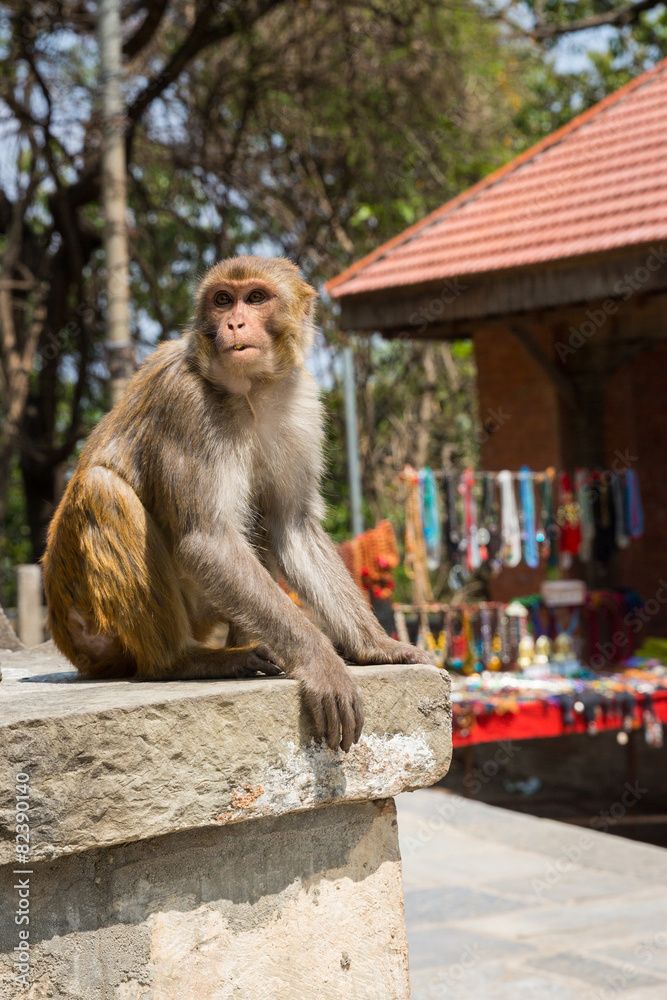 Naklejka premium Monkey