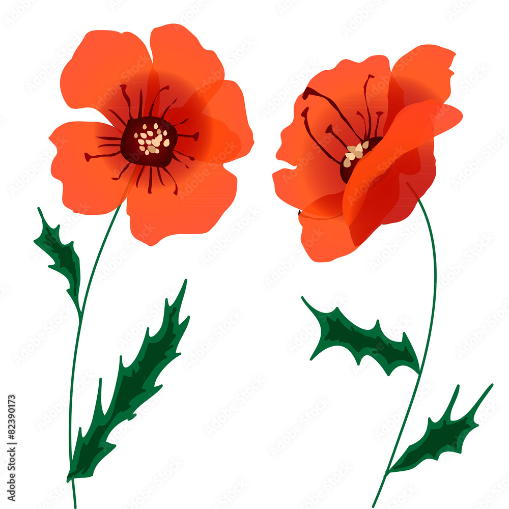 Naklejka premium Red Poppies Flowers drawing