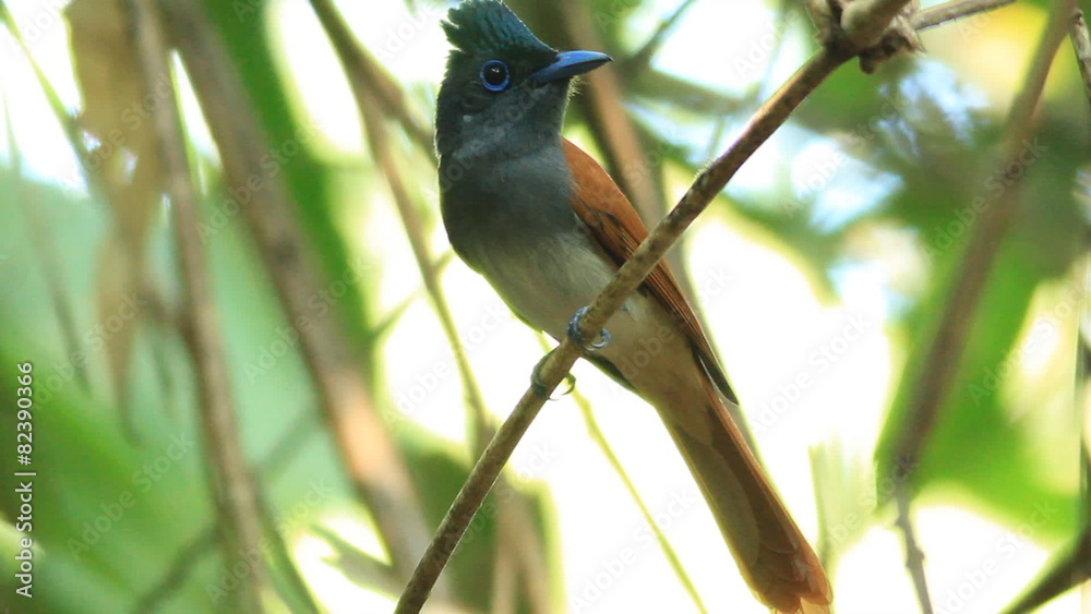 Asian paradise flycatcher Asian paradise flycatcher