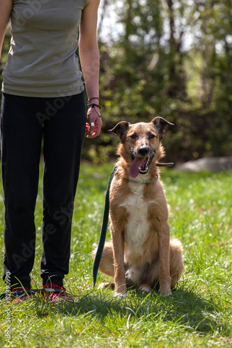 Fototapeta Naklejka Na Ścianę i Meble -  dog training, school for dogs  