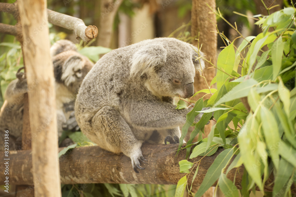 Obraz premium koala eating eucalyptus leaves
