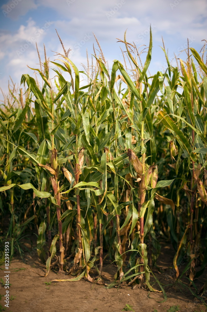 Fototapeta premium Corn in the field