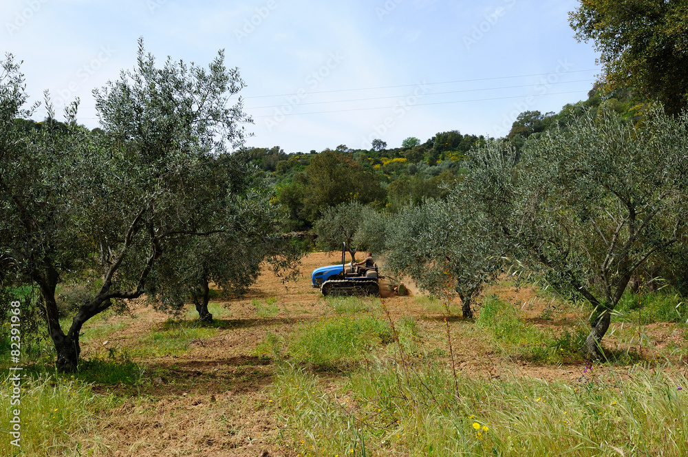 works in the olive grove