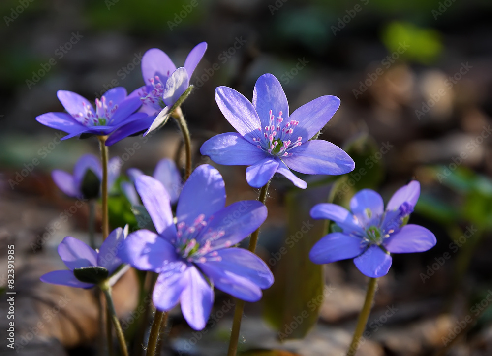 hepatica spring flower hepatica spring flower