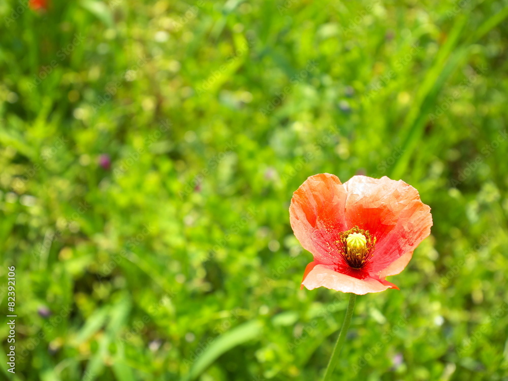 Fototapeta premium 赤いポピー