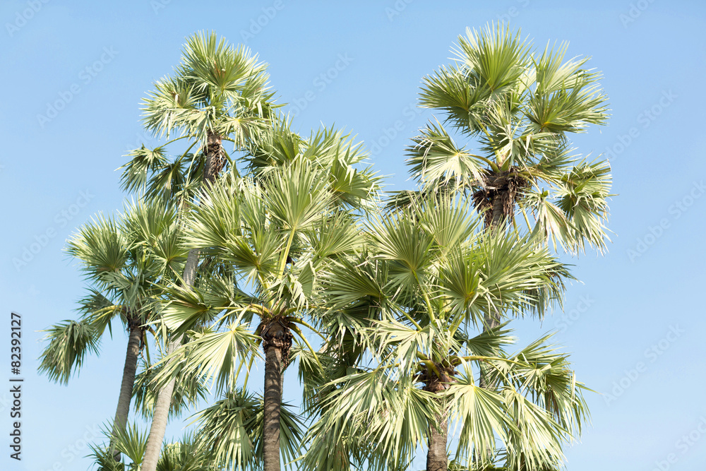 Sugar palm trees