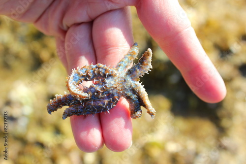 Ein Seeigel an der Küste Dalmatiens (Kroatien) photo