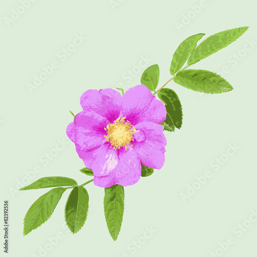 Wild rose isolated on green background. Vector illustration.