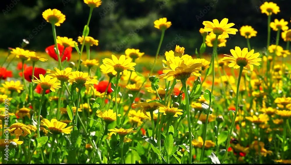 Wild poppies and daisies