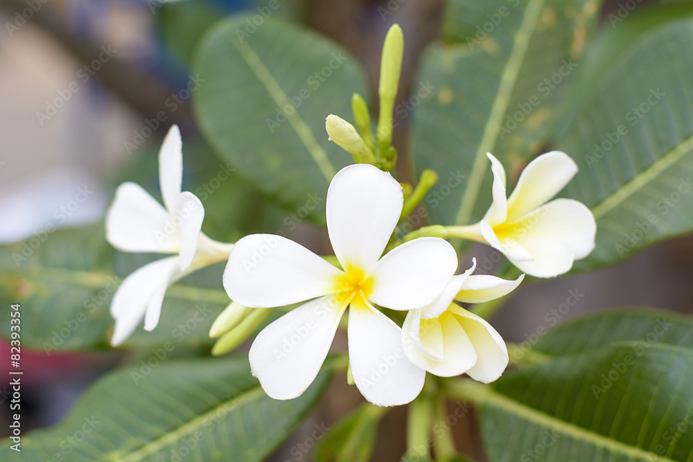 Obraz premium Plumeria Flower