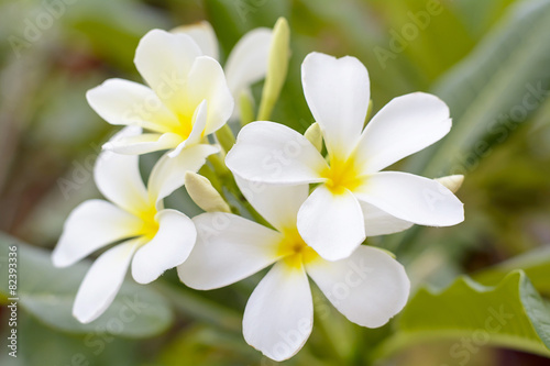 Plumeria Flower