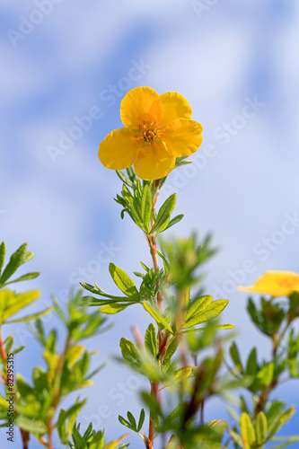 Yellow Flower of Dasiphora Fructicosa photo