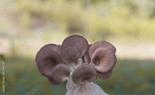 Indian Oyster, Phoenix Mushroom