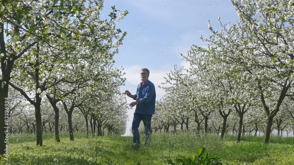 Agronomist or farmer examine blooming cherry trees in orchard Agronomist or farmer examine blooming cherry trees in orchard