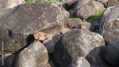 Rock Hyrax shrewmouse Hyracoid