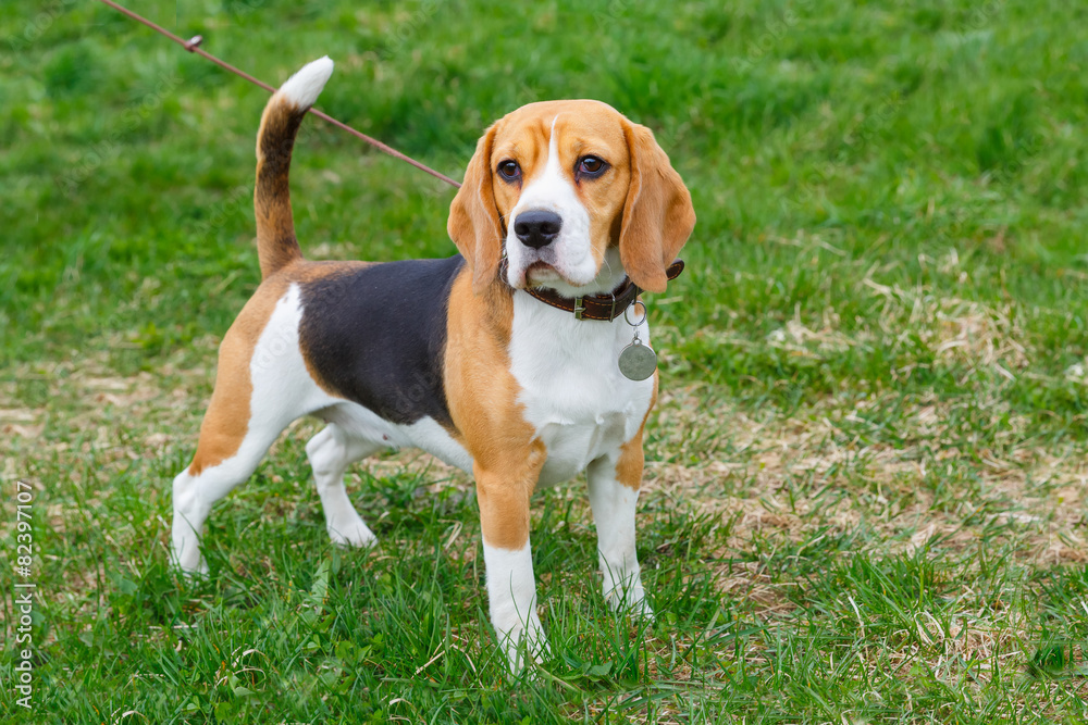 dog Beagle breed standing on the green grass dog Beagle breed standing on the green grass