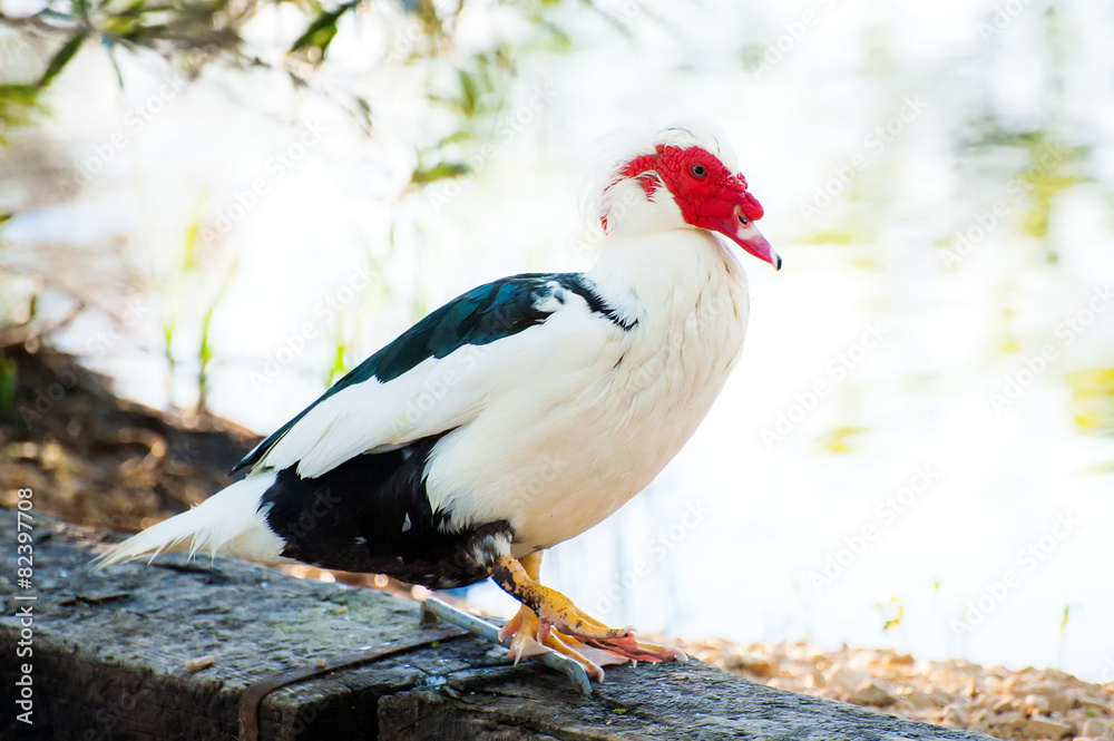 Fototapeta premium Rooster on a farm by the lake