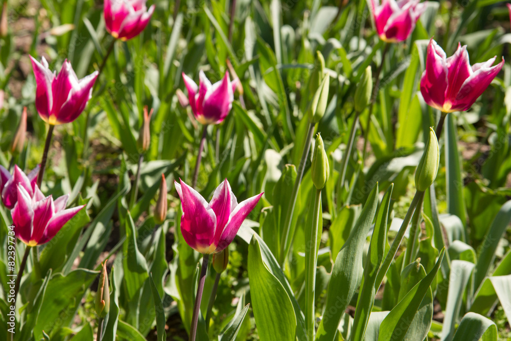 Tulips