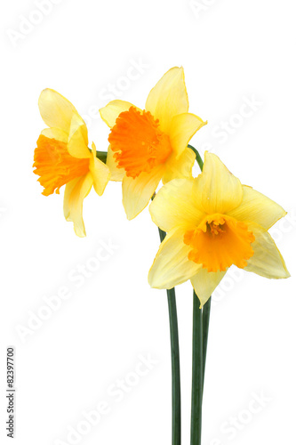 Daffodils isolated